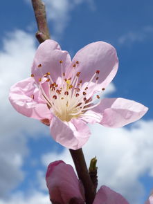 十枝杏花飘五里，一春一秋不开花是指代表什么生肖，经典解释落实