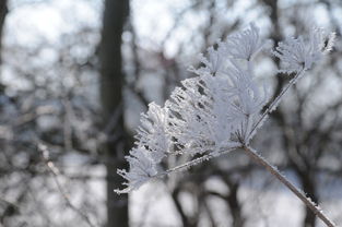 中国最北城市漠河下雪了，自然现象与社会文化影响之双重探讨