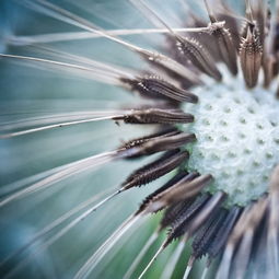 探索叶片的微观世界,观察叶片的结构 探索叶片的微观世界,观察叶片的结构