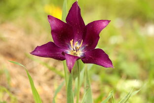 花的世界,品味富贵花的美妙 花的世界,品味富贵花的美妙