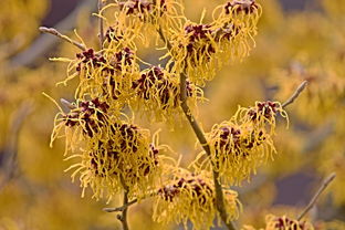 黄金时代,探寻珍稀植物——金丝楠木 黄金时代,探寻珍稀植物——金丝楠木