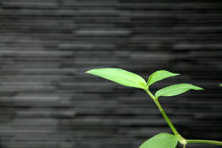 绿色生活，你的新家选择