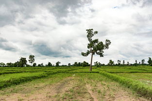 农村陋习整治，从细节入手，塑造美好乡村