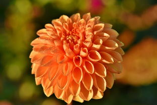 草坪种植指南,从选种到维护的全攻略 草坪种植指南,从选种到维护的全攻略