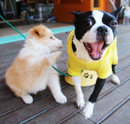 建议统一公布禁养犬大型犬名录,城市安全与犬类管理的双赢策略 建议统一公布禁养犬大型犬名录,城市安全与犬类管理的双赢策略