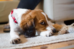 男子给狗做敖闰造型秒变气质龙 男子给狗做敖闰造型秒变气质龙