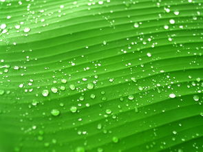 绿色信号灯,全域低风险省份的生活新篇章 绿色信号灯,全域低风险省份的生活新篇章