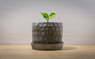 木制垃圾桶,打造自然与实用并存的环保家居 木制垃圾桶,打造自然与实用并存的环保家居