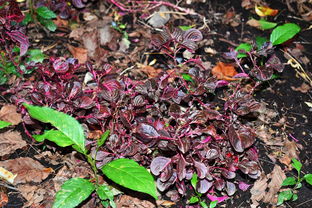 深圳疫情最新动态,了解、预防与应对 深圳疫情最新动态,了解、预防与应对