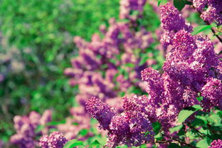 静待花开,上海全域静态管理的守护之道 静待花开,上海全域静态管理的守护之道