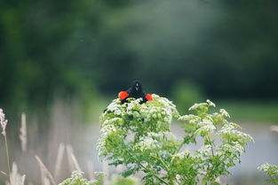 认识乔木,大自然中的高大植物家族 认识乔木,大自然中的高大植物家族