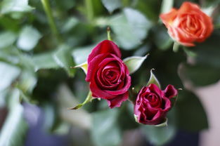 两朵玫瑰，爱情与情感的无声语言