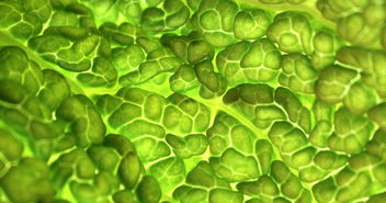 又贵又难吃的羽衣甘蓝被疯抢，一场健康风潮的启示