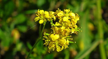 巴西木的神秘花朵，美丽背后的真相