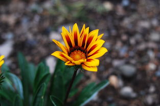 花的学校，探索泰戈尔笔下自然与教育的和谐共鸣