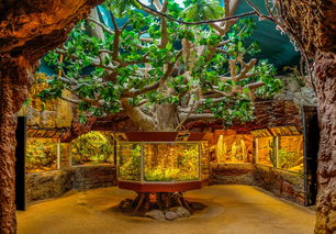 鱼缸的摆放位置,打造家中的迷你水族馆 鱼缸的摆放位置,打造家中的迷你水族馆