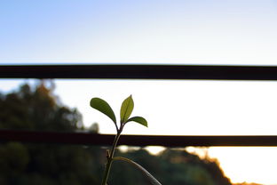 绿色家装,环保生活新风尚 绿色家装,环保生活新风尚