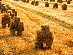 金色的草地教学实录 金色的草地教学实录