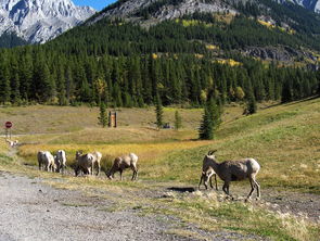 黄山奇石,自然奇观与教学实践的完美融合 黄山奇石,自然奇观与教学实践的完美融合