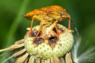 我是一只小虫子的奇妙冒险