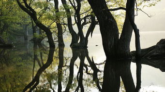 鹿和狼的故事，自然生态平衡的启示