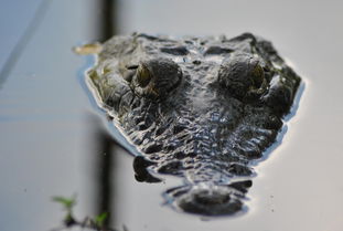 青蛙，自然界的害虫捕食者