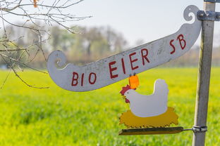 苏州的健康盾牌，深入解析疫情防控最新政策