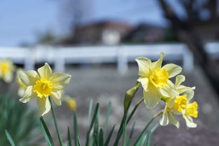 水仙花与风水,如何通过花卉布置提升家居能量 水仙花与风水,如何通过花卉布置提升家居能量
