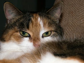 疫情新动态,31省新增11例,本土病例8例,我们如何保持警惕? 疫情新动态,31省新增11例,本土病例8例,我们如何保持警惕?