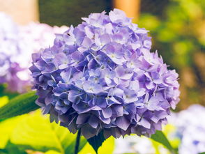 火山石,自然赠予的多功能宝石 火山石,自然赠予的多功能宝石