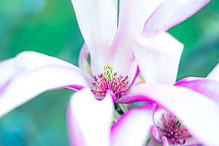 细叶君子兰,优雅与坚韧的自然杰作 细叶君子兰,优雅与坚韧的自然杰作