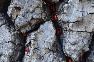 滑石粉的奥秘,从自然矿物到日常生活的多功能伙伴 滑石粉的奥秘,从自然矿物到日常生活的多功能伙伴