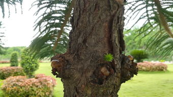 橡皮树，绿色守护者与室内环境的和谐共生