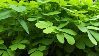 橡皮树,绿色守护者与室内环境的和谐共生 橡皮树,绿色守护者与室内环境的和谐共生