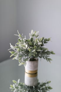 佛珠吊兰的养殖方法，打造室内绿色小天地