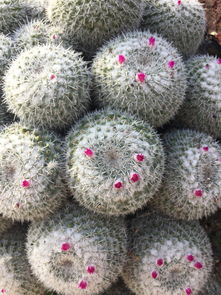 仙人掌的多面用途，从沙漠绿洲到家庭宝藏