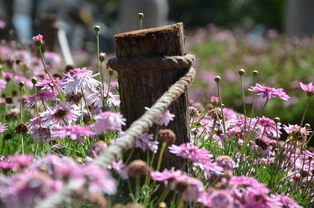 冬青树在现代装潢中的艺术运用