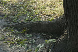 沉香木的功效与作用,天然宝藏的多重价值 沉香木的功效与作用,天然宝藏的多重价值