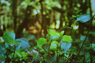 被子植物门,装点绿色世界的装潢艺术 被子植物门,装点绿色世界的装潢艺术
