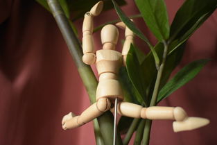 银柳的摆放艺术，如何避免家居布置中的低级错误