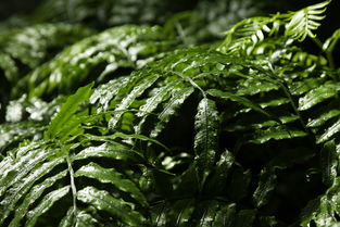 也门铁装点家居新宠，独特的绿色艺术